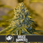 Bruce Banner #3 semillas feminizadas (3uds.) | Blimburn Seeds