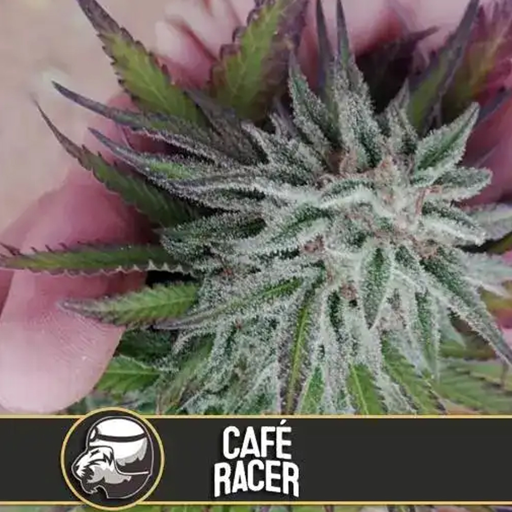Cafe Racer semillas feminizadas (3uds.) | Blimburn Seeds