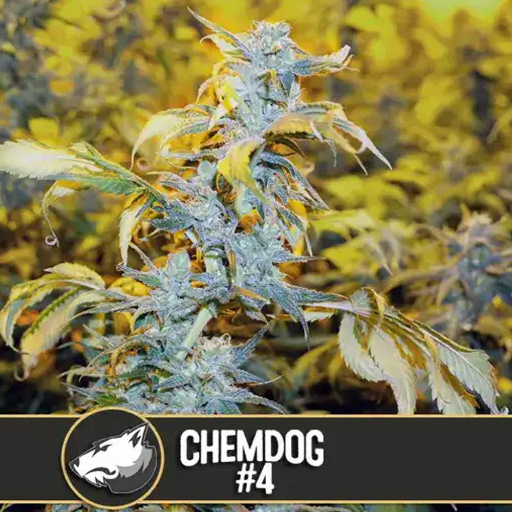 Chemdog #4 semillas feminizadas (3uds.) | Blimburn Seeds