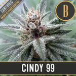 Cindy 99 semillas feminizadas (3uds.) | Blimburn Seeds