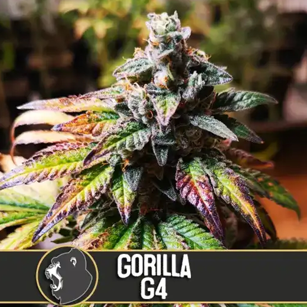 Gorilla G4 semillas feminizadas (3uds.) | Blimburn Seeds