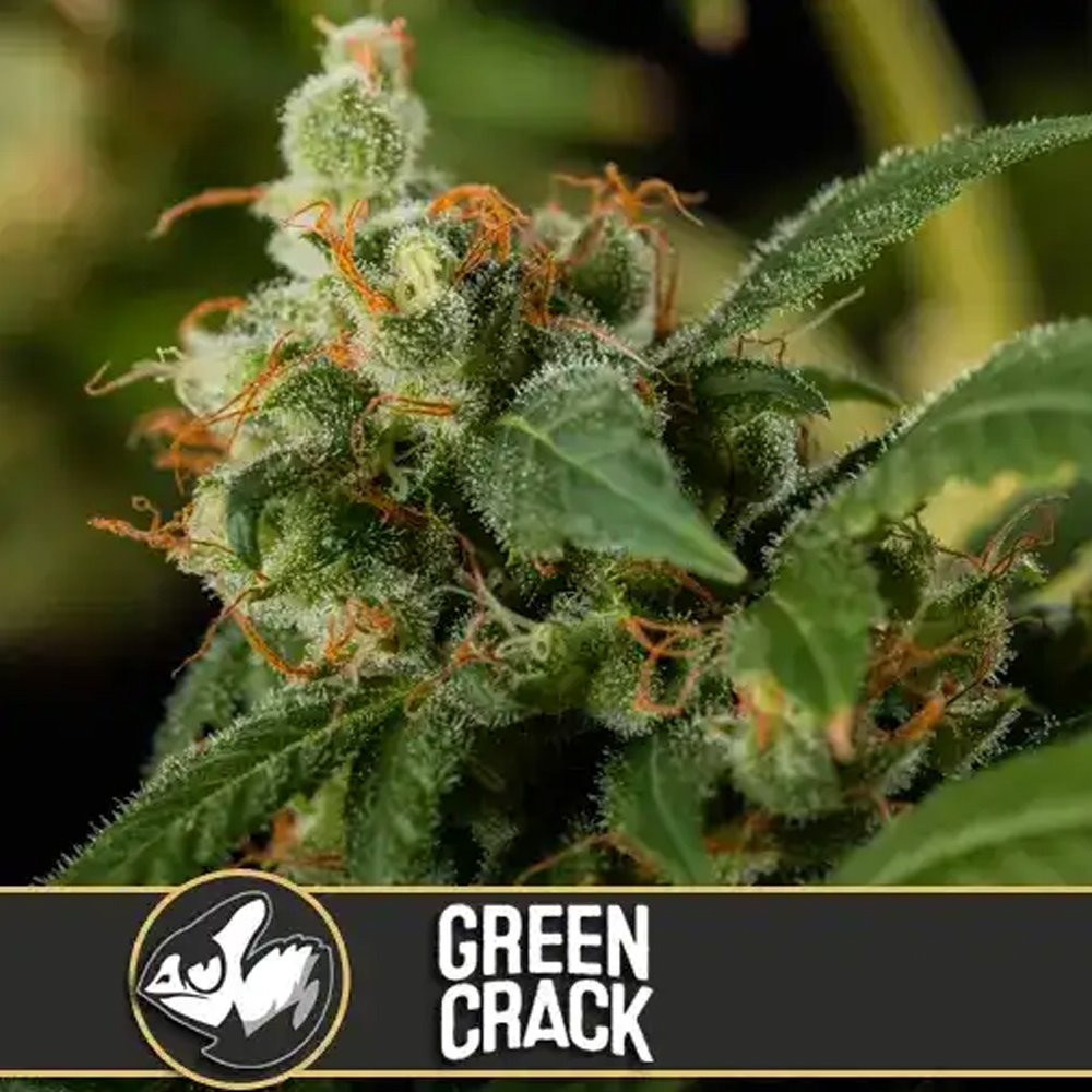 Green Crack semillas feminizadas (3uds.) | Blimburn Seeds