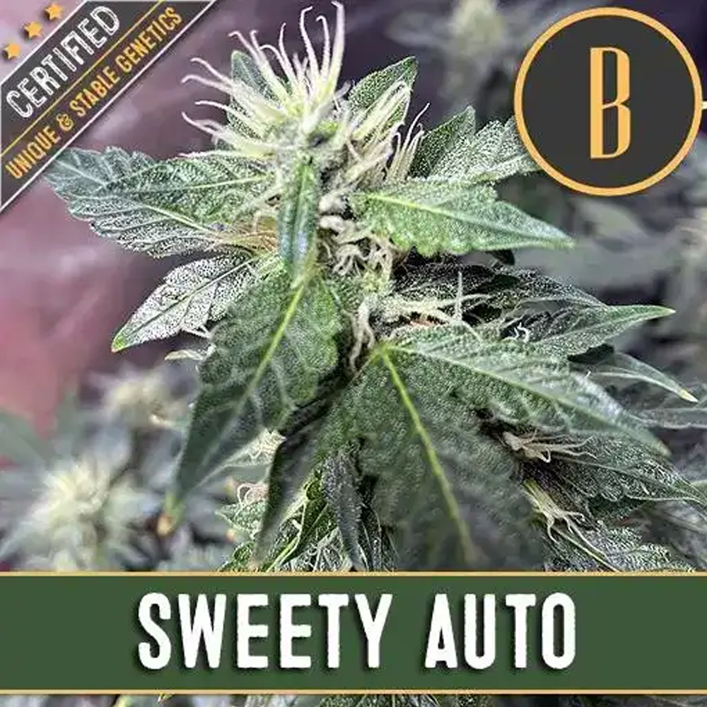 Sweety Auto semillas autoflorecientes (3uds.) | Blimburn Seeds