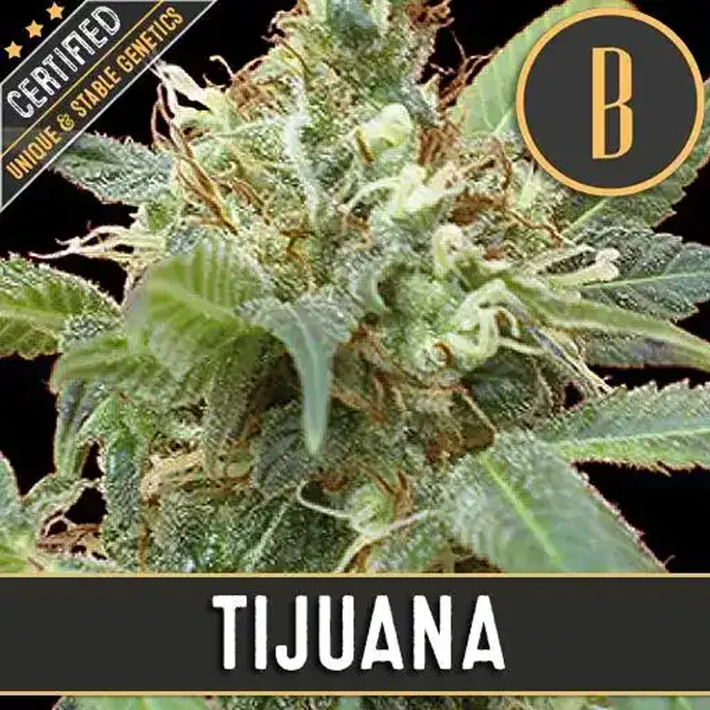 Tijuana semillas feminizadas (3uds.) | Blimburn Seeds
