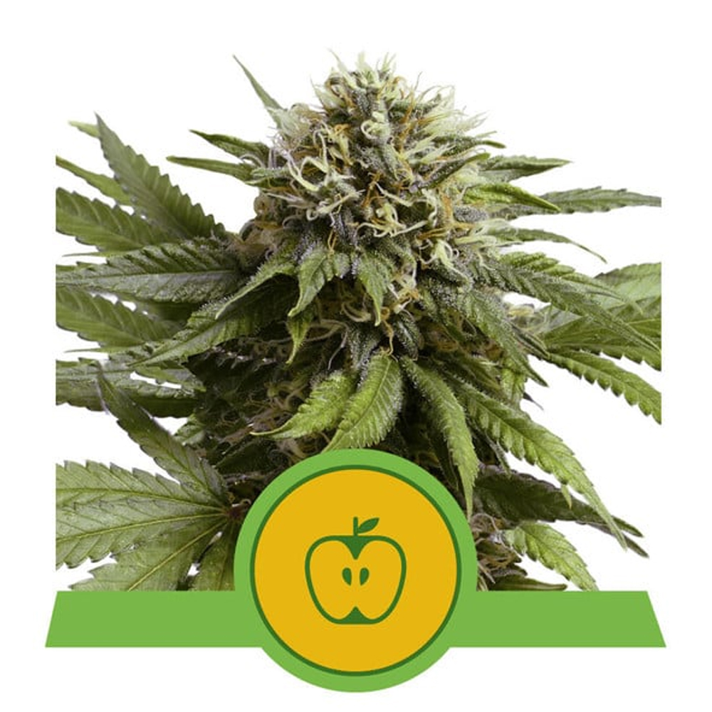 apple-fritter-auto-royal-queen
