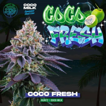 Coco Fresh semillas feminizadas 6 uds. | Perfect Tree Seeds