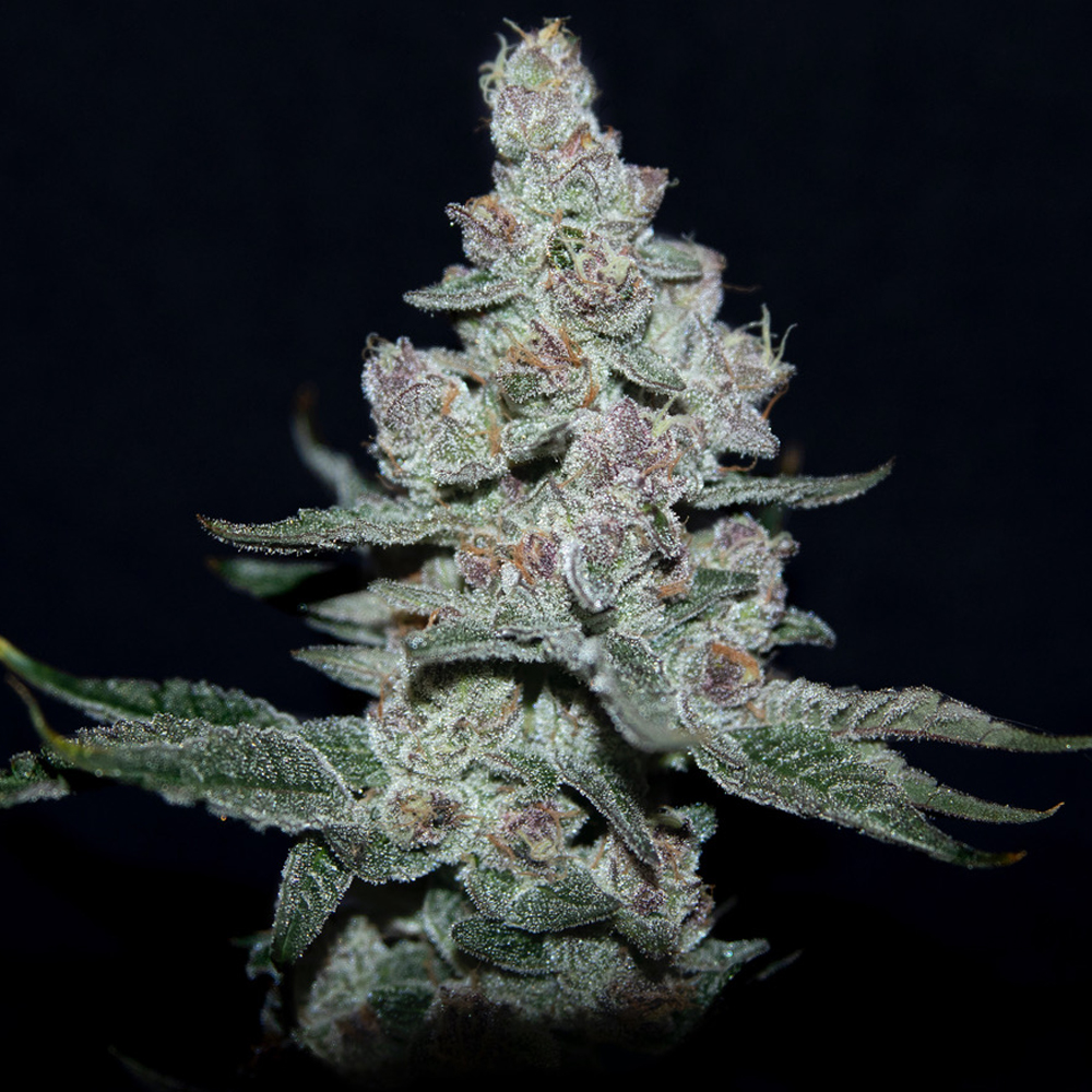 fire-and-ice-elev8-seeds-02