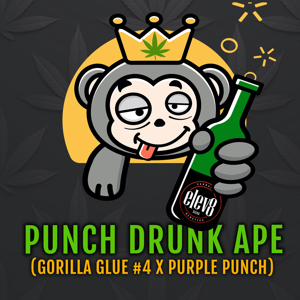 Punch Drunk Ape semillas feminizadas | Elev8 Seeds