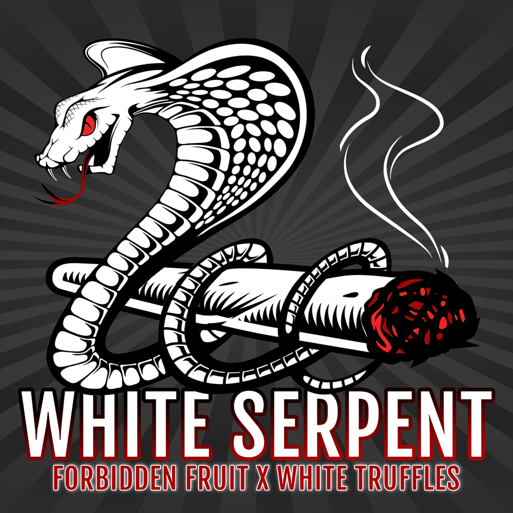 White Serpent semillas feminizadas | Elev8 Seeds