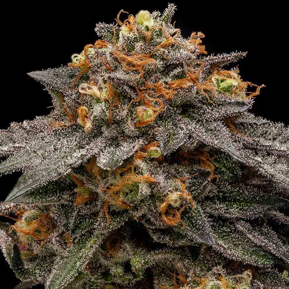 shimo-ripper-seeds-02