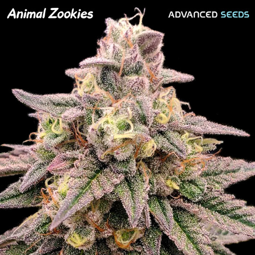 Animal Zookies semillas feminizadas | Advanced Seeds