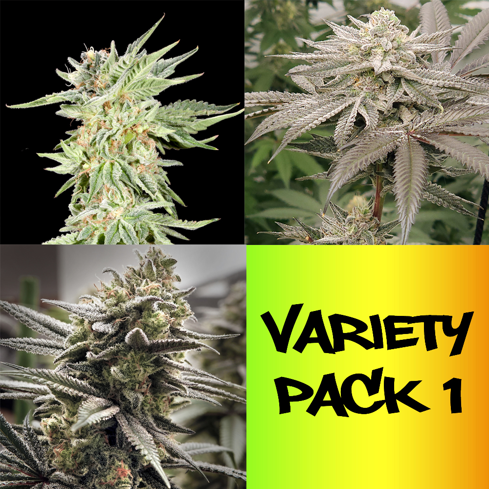 Variety Pack 1 - 6 semillas feminizadas | Elev8 Seeds