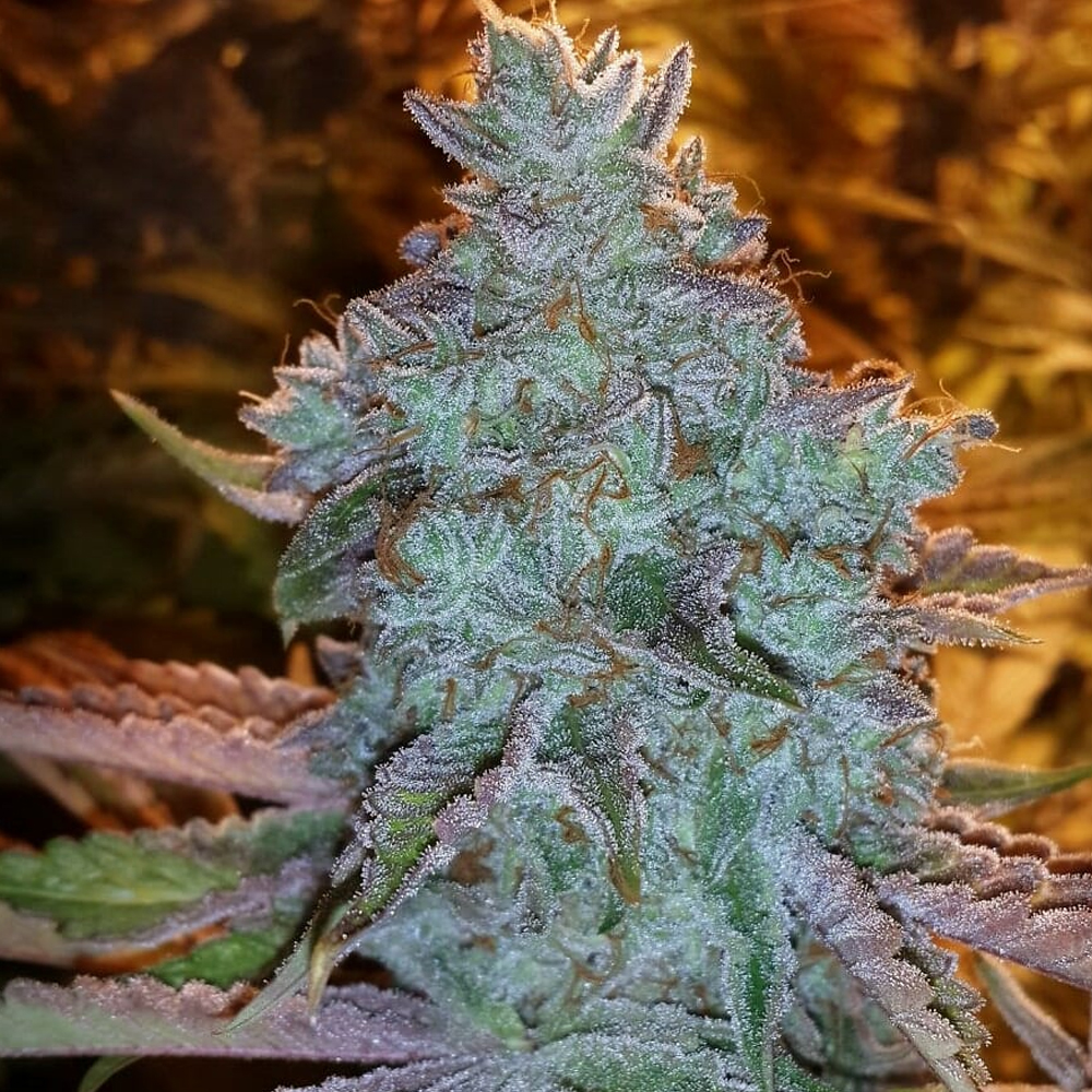 Girl Scout Cookies semillas feminizadas 6 uds. | The Cali Connection