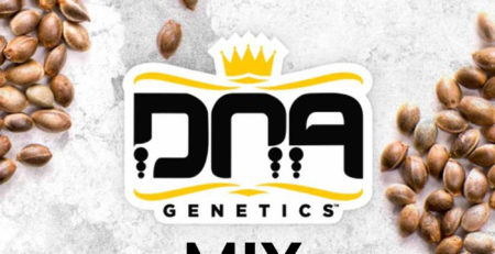 DNA Mix pack de semillas feminizadas | DNA Genetics
