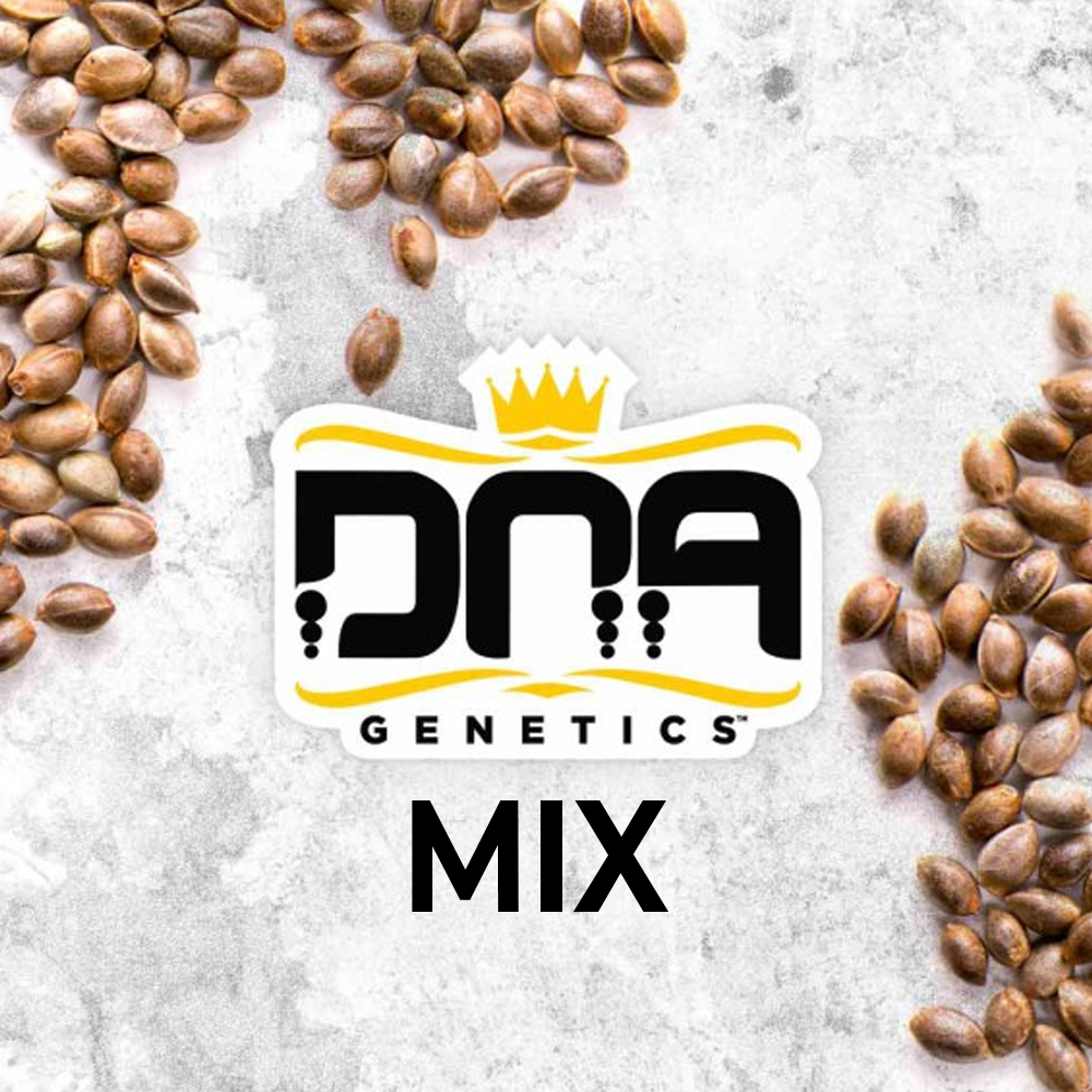 DNA Mix pack de semillas feminizadas | DNA Genetics