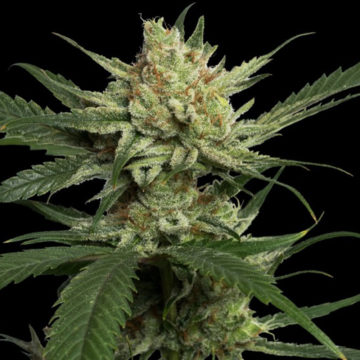 Strawberry Banana semillas feminizadas | DNA Genetics
