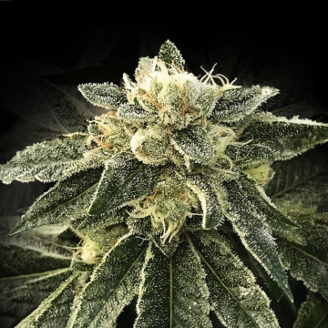 White Chocolope semillas feminizadas | DNA Genetics