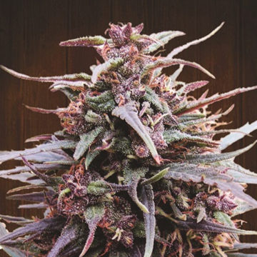 Purple Haze x Malawi feminizadas | Ace Seeds