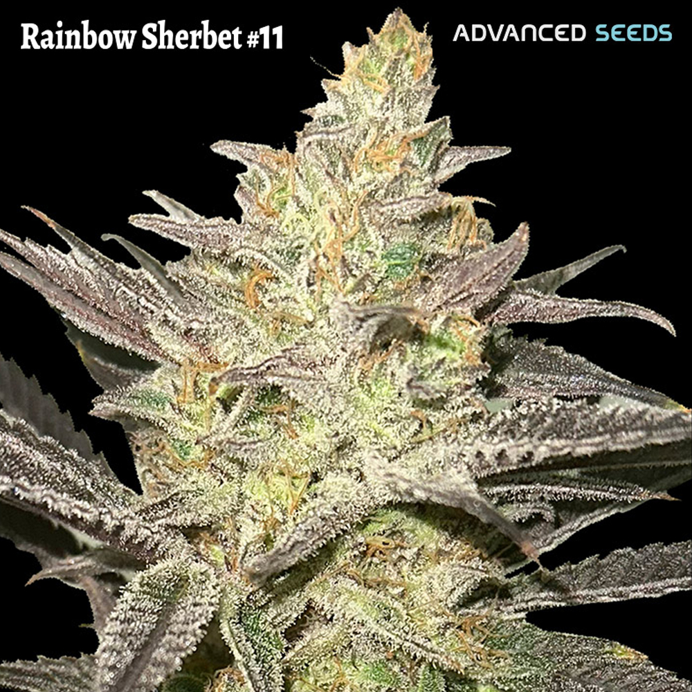 Rainbow Sherbet 11 semillas feminizadas | Advanced Seeds