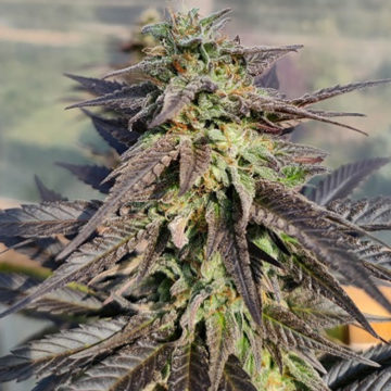Zamaldelica x Kali China feminizadas | Ace Seeds