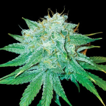 The Stinking Rose semillas feminizadas | DNA Genetics