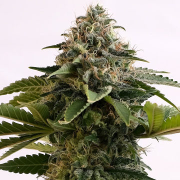 Amnesia Dream XL Auto semillas autoflorecientes (5uds.) | Kannabia