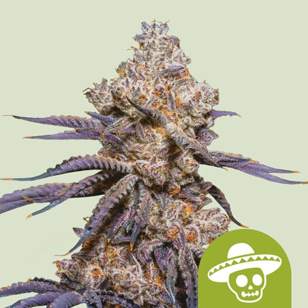 Mexican Rush Auto semillas autoflorecientes | Royal Queen Seeds