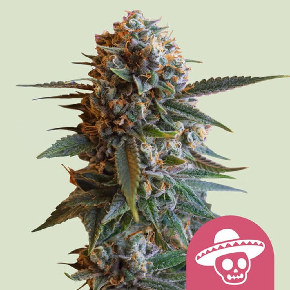 Mexican Rush semillas feminizadas | Royal Queen Seeds