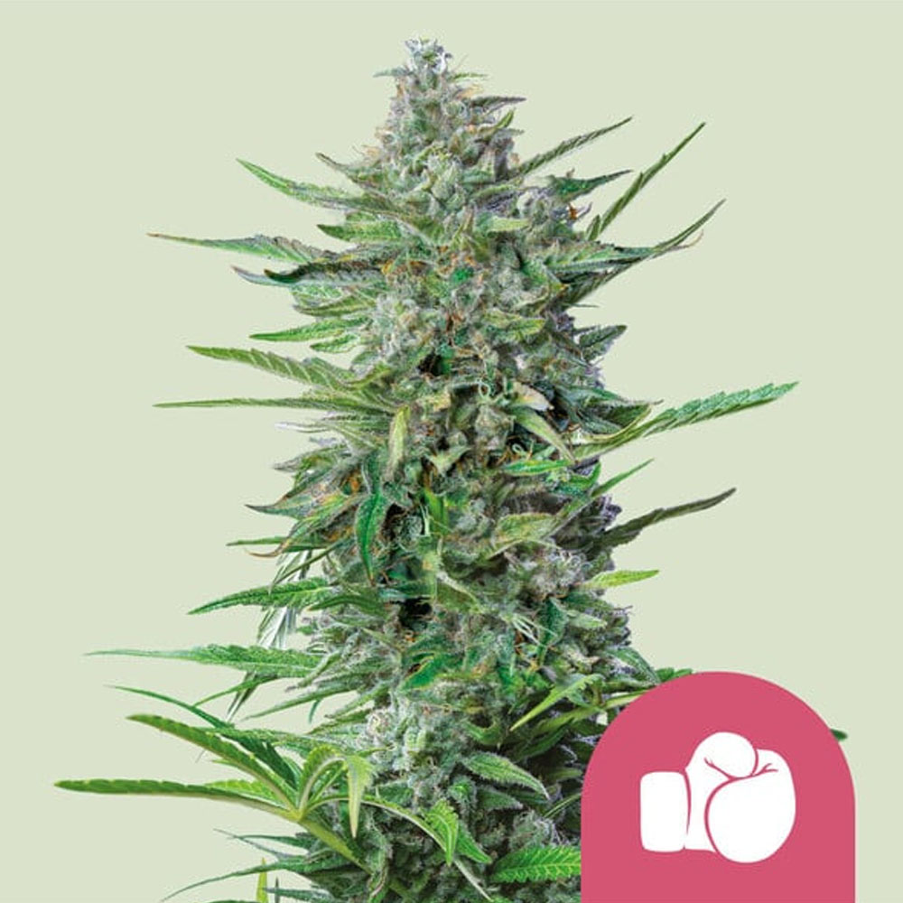 Purple Punch semillas feminizadas | Royal Queen Seeds