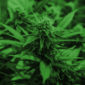 vaporizadores de marihuana
