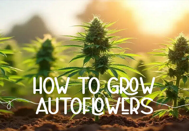 Cultivo de autoflorecientes: guía completa