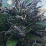 Hokkaido Japón semillas regulares | Ace Seeds