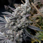 Pineapple Pucker semillas feminizadas 6uds. | Solfire Gardens