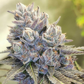 Auto Fruity Kuntz semillas autoflorecientes (5uds.) | Pheno Finder Seeds