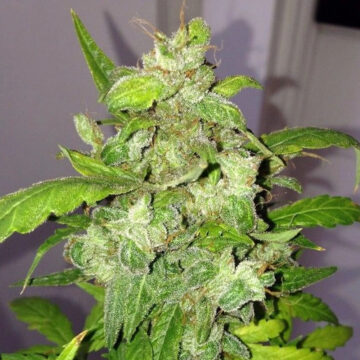 Auto Lemon Bubble semillas autoflorecientes (5uds.) | Pheno Finder Seeds