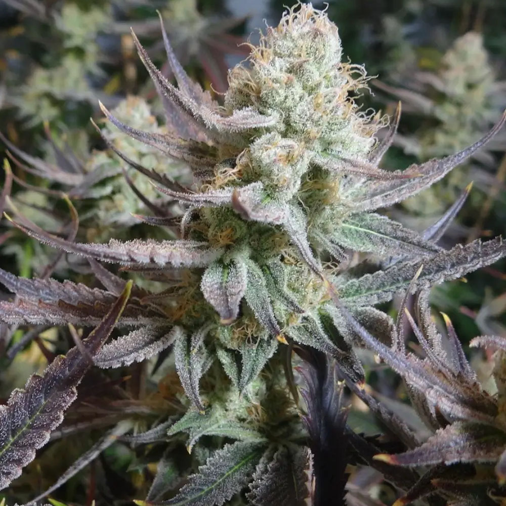 Black Cherry Punch semillas feminizadas (3uds.) | In House Genetics
