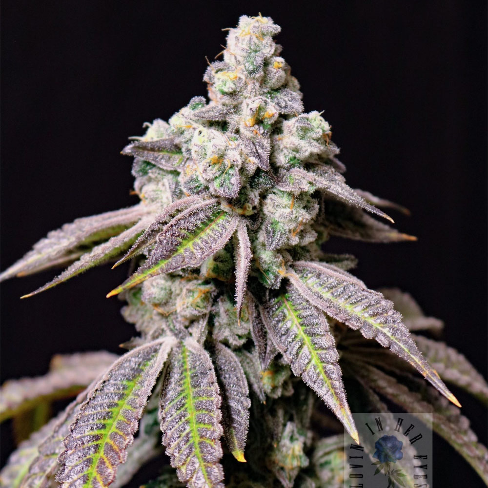 Blueberry Fudge semillas feminizadas (5uds.) | Lovin’ In Her Eyes