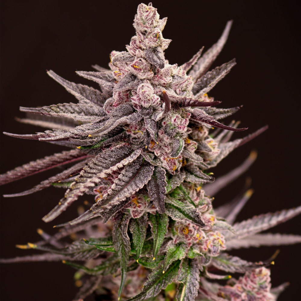 Depth Charge semillas feminizadas (5uds.) | Lovin’ In Her Eyes