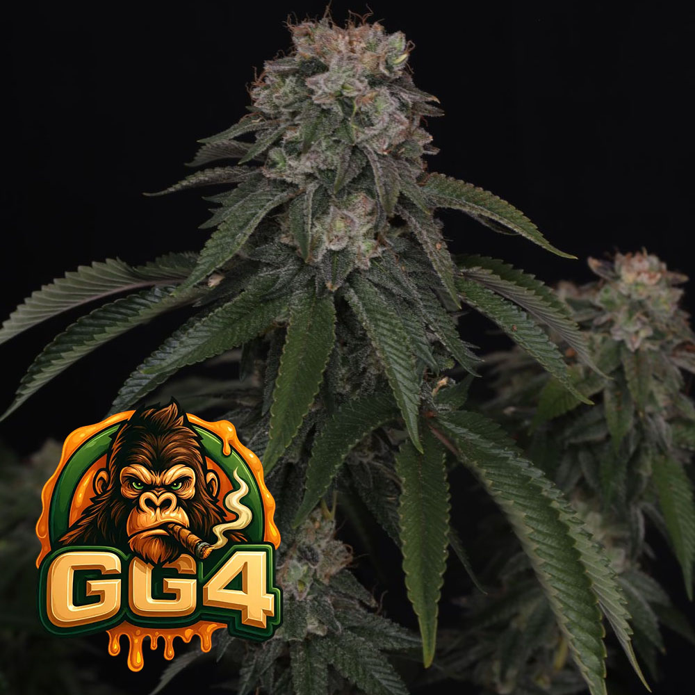 GG4 (Gorilla Glue #4) semillas feminizadas | 420 Fast Buds