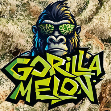 Paquete Gorilla Melon (regalo)