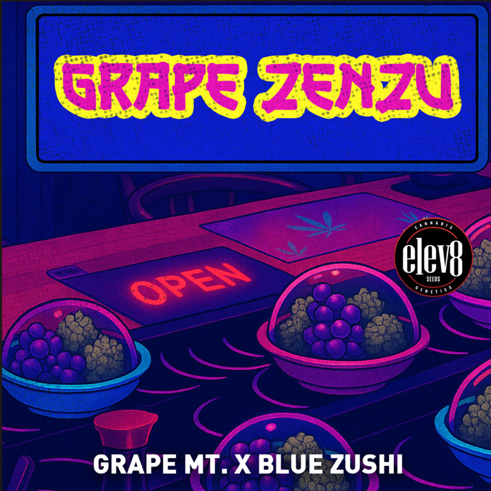 Grape Zenzu semillas feminizadas | Elev8 Seeds
