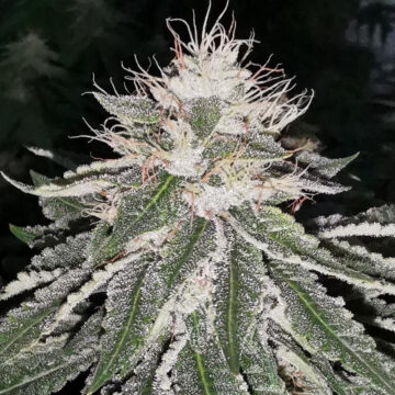 MAC 11 semillas feminizadas (5uds.) | Pheno Finder Seeds
