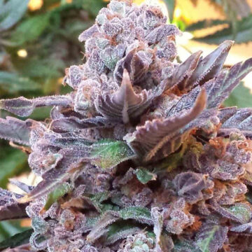 Purple Strawberry Bliss semillas feminizadas (5uds.) | Pheno Finder Seeds