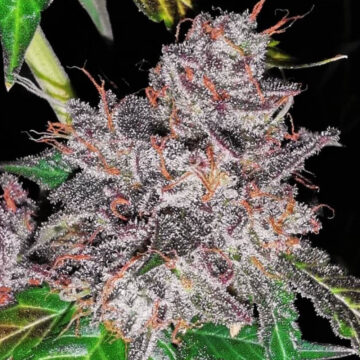 Rainbow Cake semillas feminizadas (5uds.) | Pheno Finder Seeds