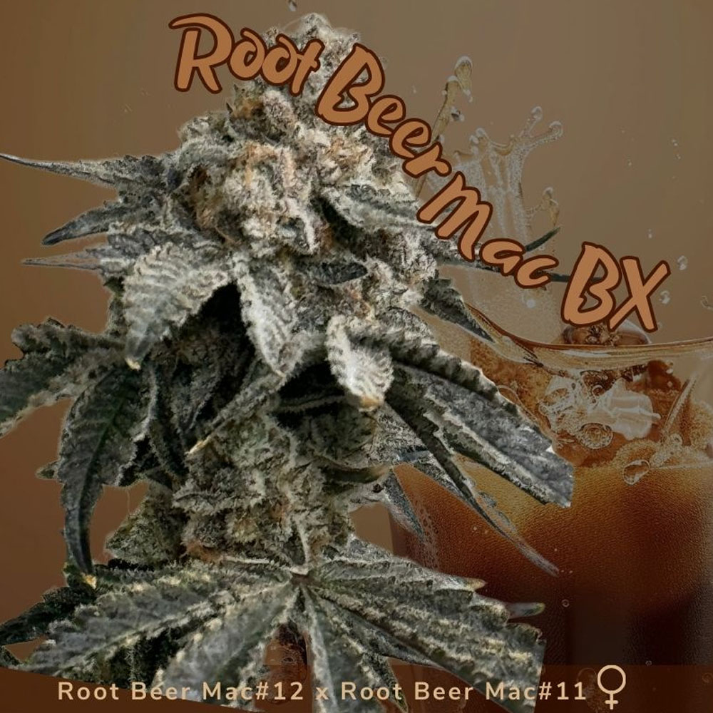 Root Beer Mac BX semillas feminizadas (3uds.) | Mosca Seeds