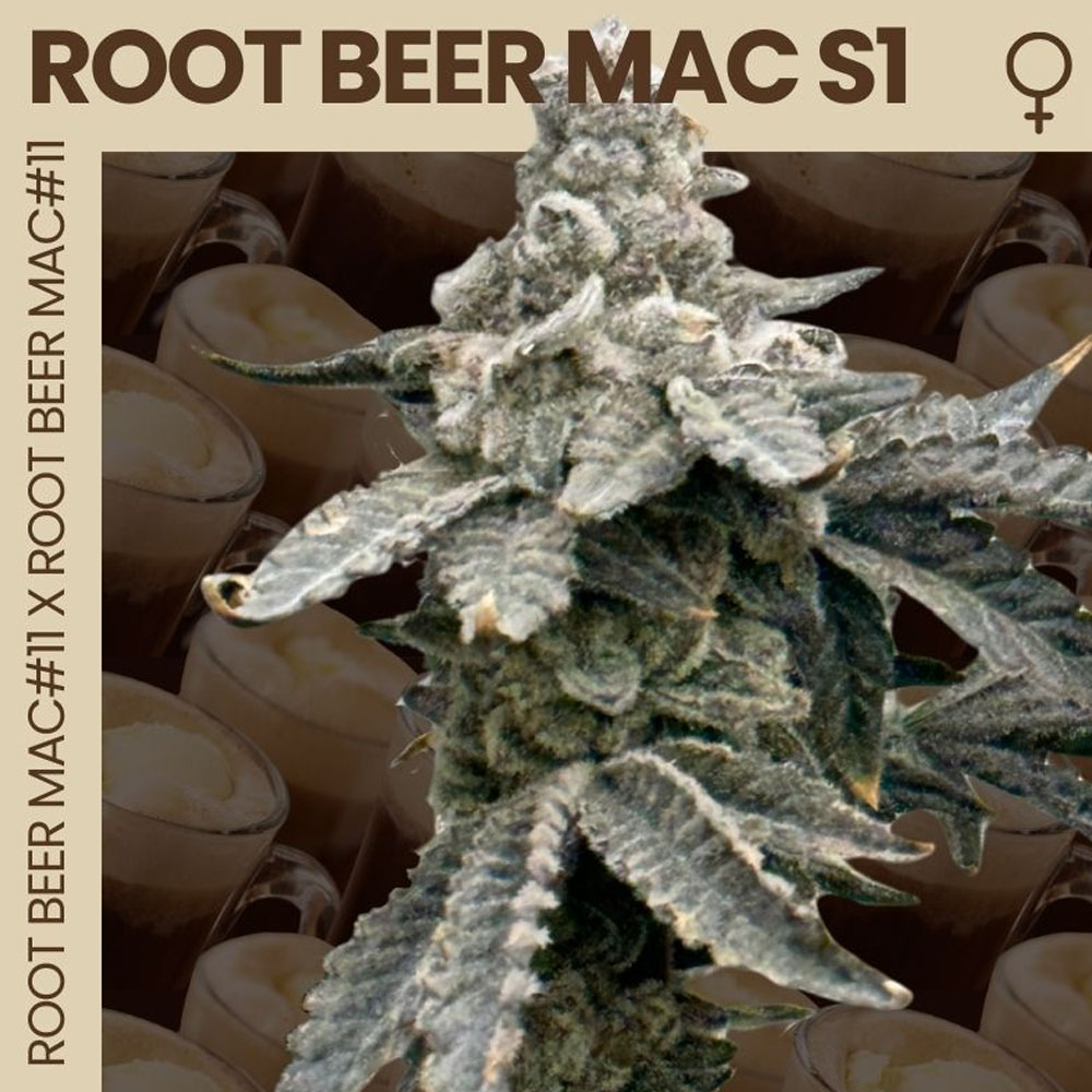 Root Beer Mac S1 semillas feminizadas (3uds.) | Mosca Seeds