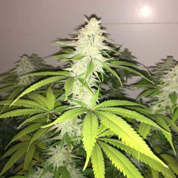 Wedding Cake S1 semillas feminizadas (5uds.) | Pheno Finder Seeds