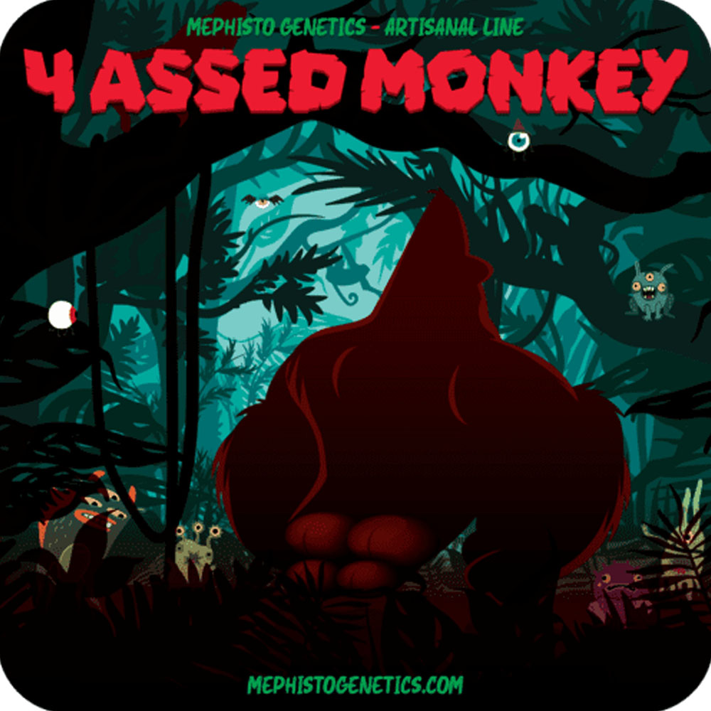 4 Assed Monkey Auto semillas autoflorecientes (3uds.) | Mephisto Genetics