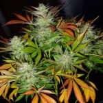 Early Queen regular seeds (15 pcs.) | Mr Nice Seeds