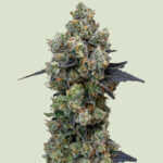 Orbital Banana F1 feminized seeds | Royal Queen Seeds